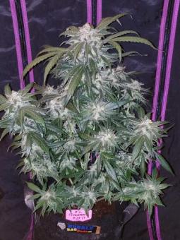 Tangie Auto - картинка 9