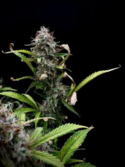 Gorilla Cookies Auto - картинка 4