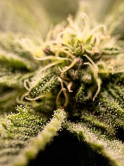 Sherbet Queen Auto - картинка 6