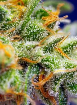 Crystal Candy XL Auto - картинка 6