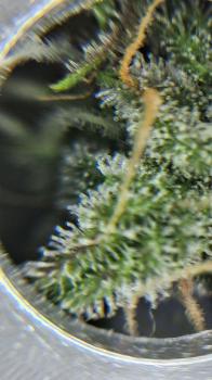 Blue Dream Auto fem