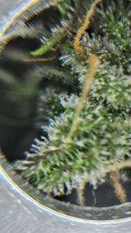 Blue Dream Auto - картинка 3