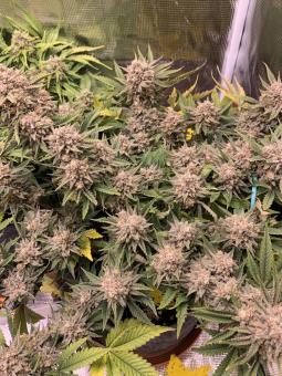 Six Shooter Auto - картинка 4