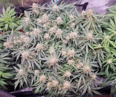 Jack Herer Auto - картинка 2