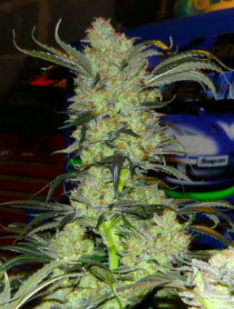King’s Kush Auto - картинка 3