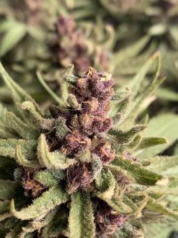 Girl Scout Cookies Auto - картинка 1