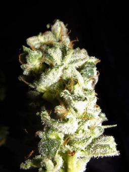 Grapefruit Auto - картинка 3