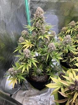 Stardawg Auto - картинка 6