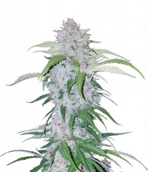 Six Shooter Auto fem