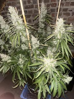 Super Lemon Haze x Pink Cande - картинка 4