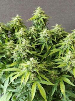 Chronic Ryder BX autoreg - картинка 3