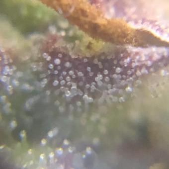 White Widow Auto - картинка 3