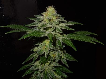 S.A.D. Sweet Afgani Delicious S1 - картинка 1