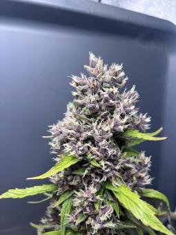 Purple Punch Auto - картинка 4