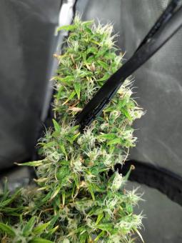 Arjan's Ultra Haze 1 - картинка 3