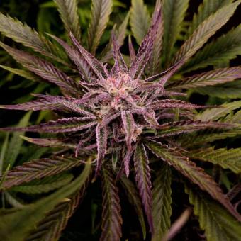 Buddha Auto Tangie - картинка 7