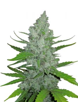 Sour Diesel Auto fem