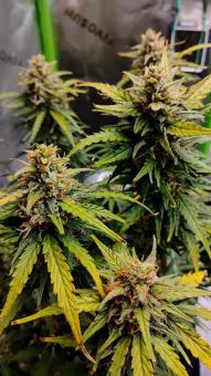 Kamala OG Auto - картинка 2