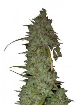 Bruce Banner Auto fem