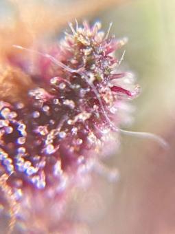 Girl Scout Cookies Auto - картинка 2