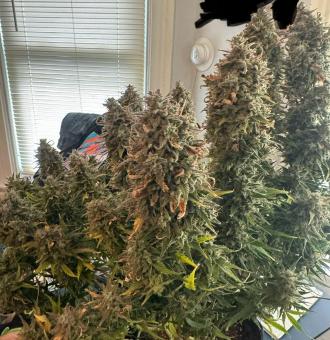 Wedding Glue Auto - картинка 2