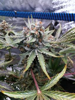 Delicious Cookies Auto  - картинка 1