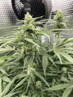 Lemon Skunk - картинка 1