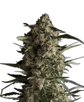 Galaxy CBD