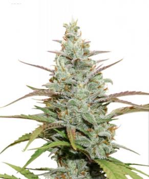 Mokum’s Tulip
