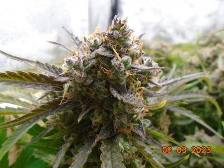 Auto Banana Blaze - картинка 1