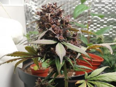 Super Hash - картинка 4