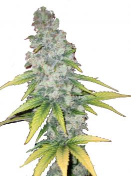 Auto Northern Lights Blue