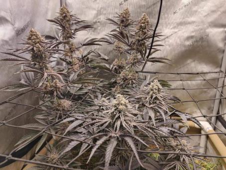 Buddha Gelato - картинка 4