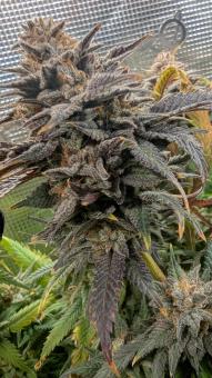 Orange Bud 2.0 - картинка 5