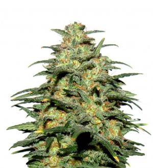 Deepforest Super Auto fem