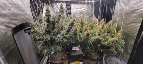 Auto Diesel genetics - картинка 2