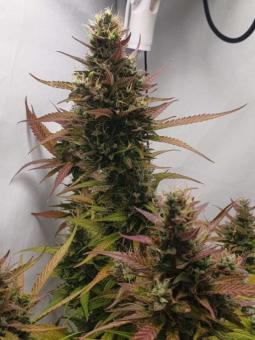 Buddha White Dwarf Auto - картинка 1