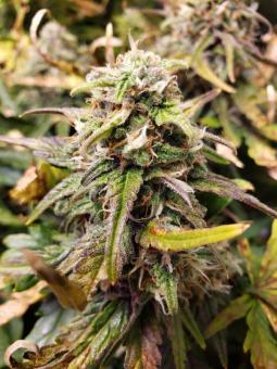 Grapefruit Auto - картинка 1