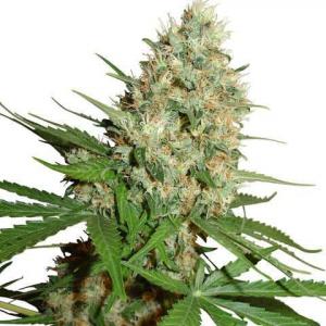 Train Wreck