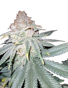 Lord Kush