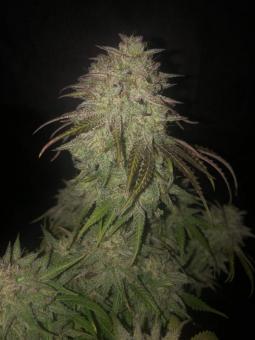 Gelato 41 x Gelato 41 Auto - картинка 3