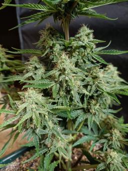 Auto White Widow CBD - картинка 4