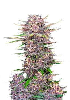 Banana Purple Punch Auto fem