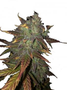 Exodus Cheese Auto