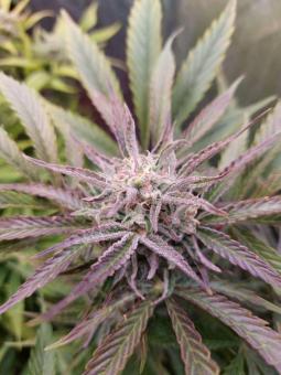 Buddha Auto Tangie - картинка 10