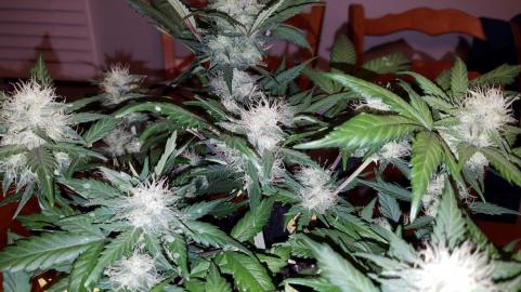 Super OG Kush - картинка 2