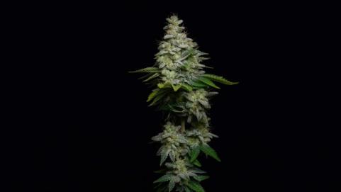 Fruit Cake - картинка 7