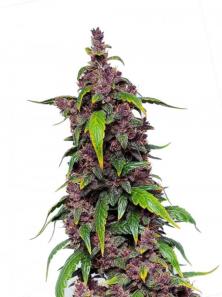 Buddha Purple Kush Auto
