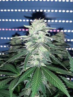 Black Jack Auto - картинка 3