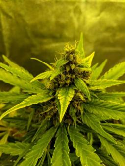 Girl Scout Cookies Auto - картинка 6